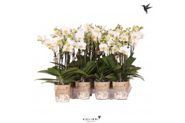 Phalaenopsis multiflora wit Kolibri Orchids Phalaenopsis white 3 spike