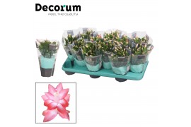 Schlumbergera naomi Pink (Russian) met hoes - Decorum 35 bl.