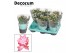 Schlumbergera naomi Pink (Russian) met hoes - Decorum 35 bl. 