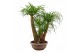 Beaucarnea recurvata Beaucarnea vertakt compact in 35 cm schaal 3 tak/ 