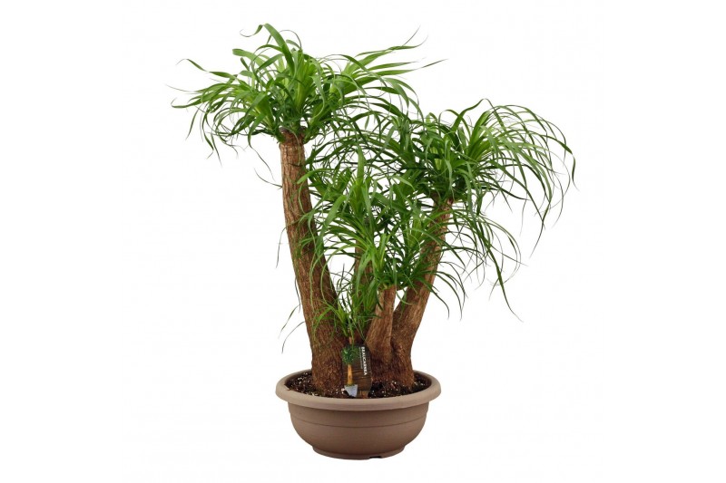 Beaucarnea recurvata Beaucarnea vertakt compact in 35 cm schaal 3 tak/ 