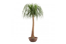 Beaucarnea recurvata Recht 45cm Compact
