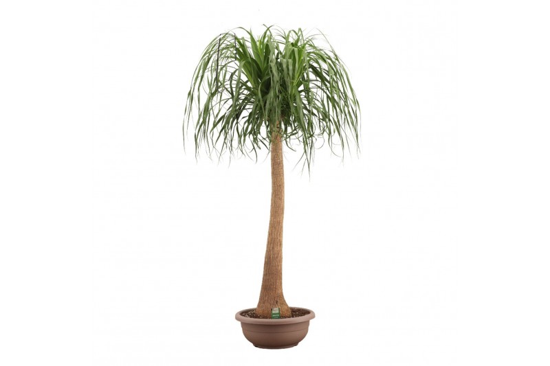 Beaucarnea recurvata Recht 45cm Compact 