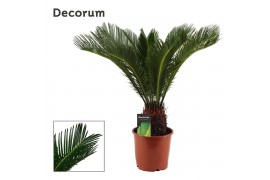 Cycas revoluta 19cm - 15+ veren