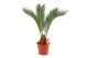 Cycas revoluta 14cm - 4+ veren 