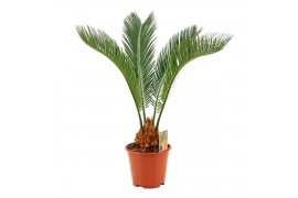 Cycas revoluta 14cm - 4+ veren