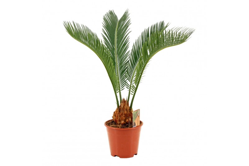 Cycas revoluta 14cm - 4+ veren 