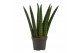 Sansevieria cylindrica Fan 6cm 