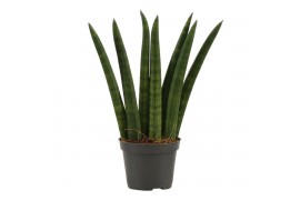 Sansevieria cylindrica Fan 6cm