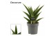 Sansevieria Abbey crown 14cm Decorum 