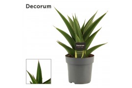 Sansevieria Abbey crown 14cm Decorum
