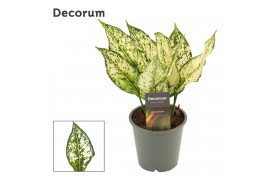 Aglaonema Aglaonema White Diamond 12 cm (Decorum) 3 pp