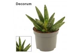 Sansevieria Hedgehog Crown 9cm Decorum