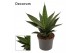 Sansevieria Black Widow Crown 9cm Decorum 