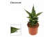 Sansevieria Brilliant Crown 9cm Decorum 