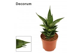 Sansevieria Brilliant Crown 9cm Decorum
