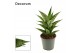 Sansevieria Brilliant Crown 12cm Decorum 