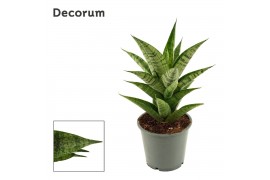 Sansevieria Brilliant Crown 12cm Decorum