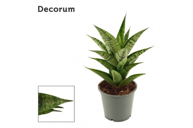Sansevieria Brilliant Crown 12cm Decorum 