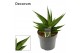 Sansevieria Snow Lotus Crown 17cm Decorum 
