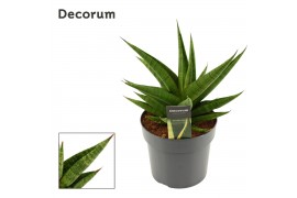 Sansevieria Snow Lotus Crown 17cm Decorum