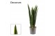 Sansevieria trifasciata Black Coral Gold Edge 27cm  Decorum 