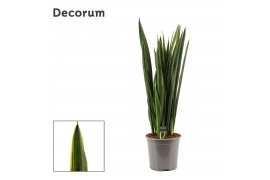 Sansevieria trifasciata Black Coral Gold Edge 27cm  Decorum