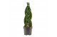 Sansevieria cylindrica Braid 14cm 