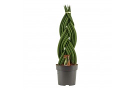 Sansevieria cylindrica Braid 14cm
