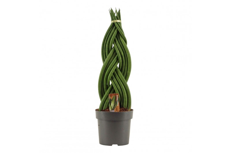 Sansevieria cylindrica Braid 14cm 
