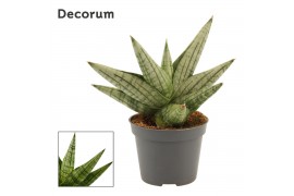 Sansevieria Yaya Fan 6cm Decorum