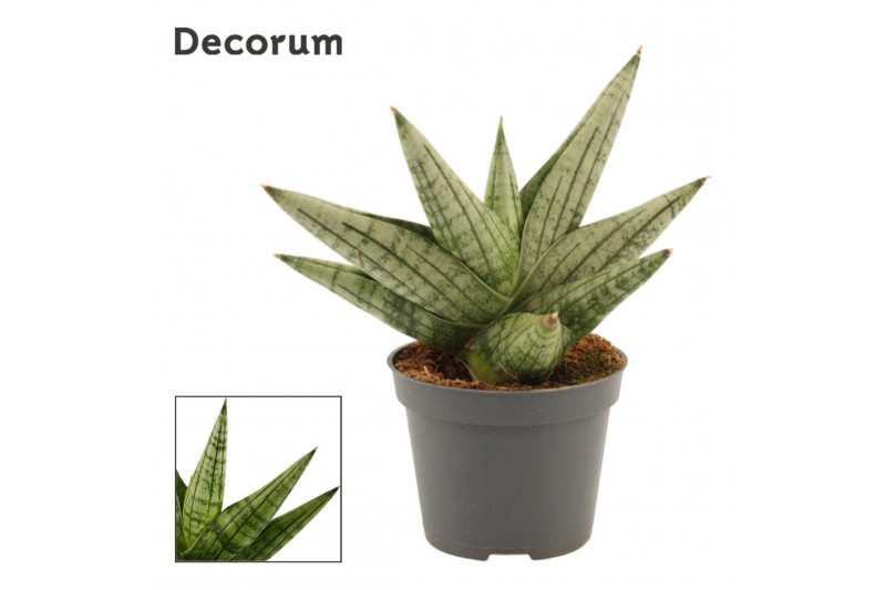 Sansevieria Yaya Fan 6cm Decorum 