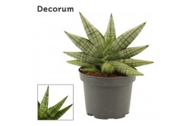 Sansevieria Yaya Fan 9cm Decorum