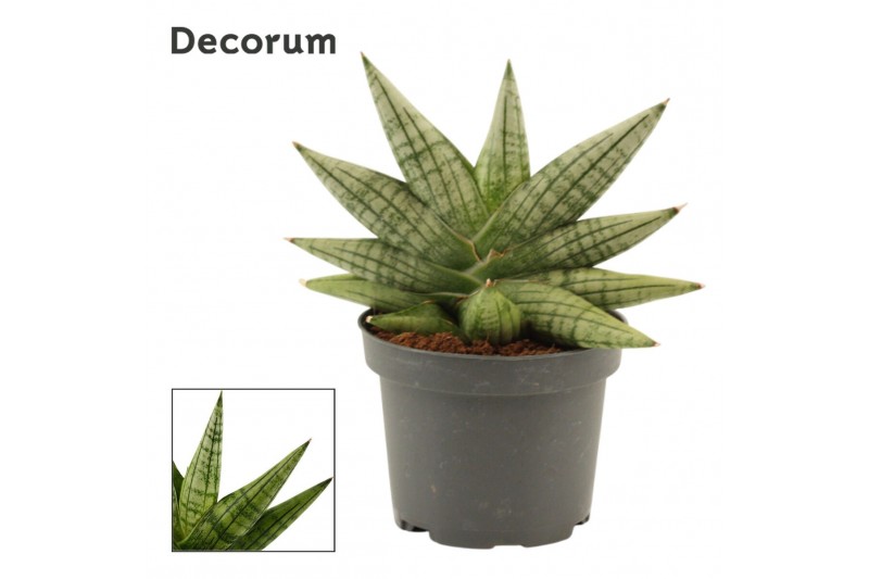 Sansevieria Yaya Fan 9cm Decorum 