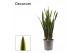 Sansevieria trifasciata Gold Flame Long Leaf 27cm Decorum 