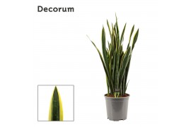 Sansevieria trifasciata Gold Flame Long Leaf 27cm Decorum