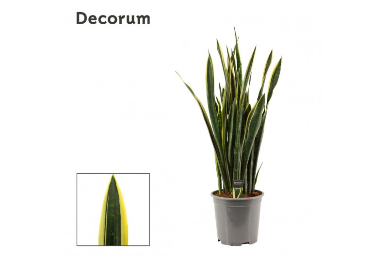 Sansevieria trifasciata Gold Flame Long Leaf 27cm Decorum 
