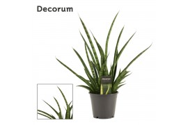 Sansevieria Tiger Crown 14cm Decorum
