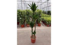 Dracaena fragr. janet craig Dracaena Janet Craig 120-90-60-30 3 pp