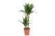 Dracaena fragr. janet craig Dracaena Janet Craig 45-15 2 pp 