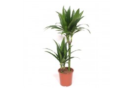 Dracaena fragr. janet craig Dracaena Janet Craig 45-15 2 pp