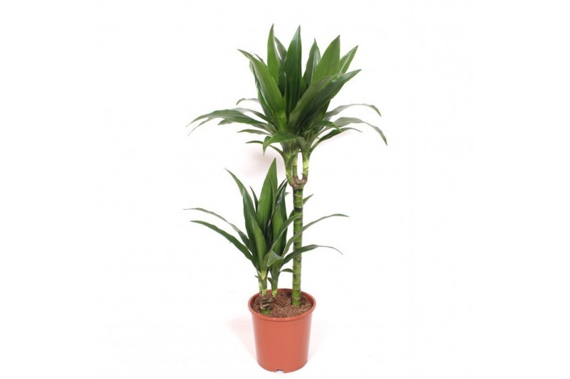 Dracaena fragr. janet craig Dracaena Janet Craig 45-15 2 pp 