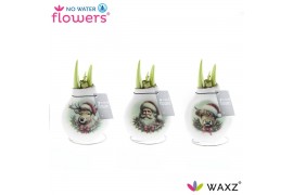 Hippeastrum gewaxt No Water Flowers® Craftz - Santa & Friends2 tak/pln