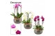 Phalaenopsis mix Nero cascade 3 tak symphony mix (Deco-collection) 18  