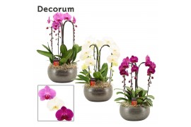 Phalaenopsis mix Nero cascade 3 tak symphony mix (Deco-collection) 18 