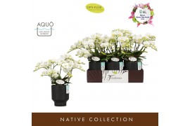 Phalaenopsis multiflora wit Freedanzo Dove in Emilia Brown Aquo 35 bl.