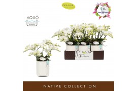 Phalaenopsis multiflora wit Freedanzo Dove in Molise White Aquo 35 bl.