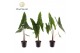Alocasia zebrina Alocasia Zebrina 7 cm 1 pp 