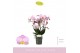 Phalaenopsis multiflora roze Boquetto Glossem 3-5 spike 30 bl. 3 tak/p 