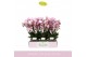 Phalaenopsis multiflora roze Boquetto Glossem 3-5 spike 30 bl. 3 tak/p 